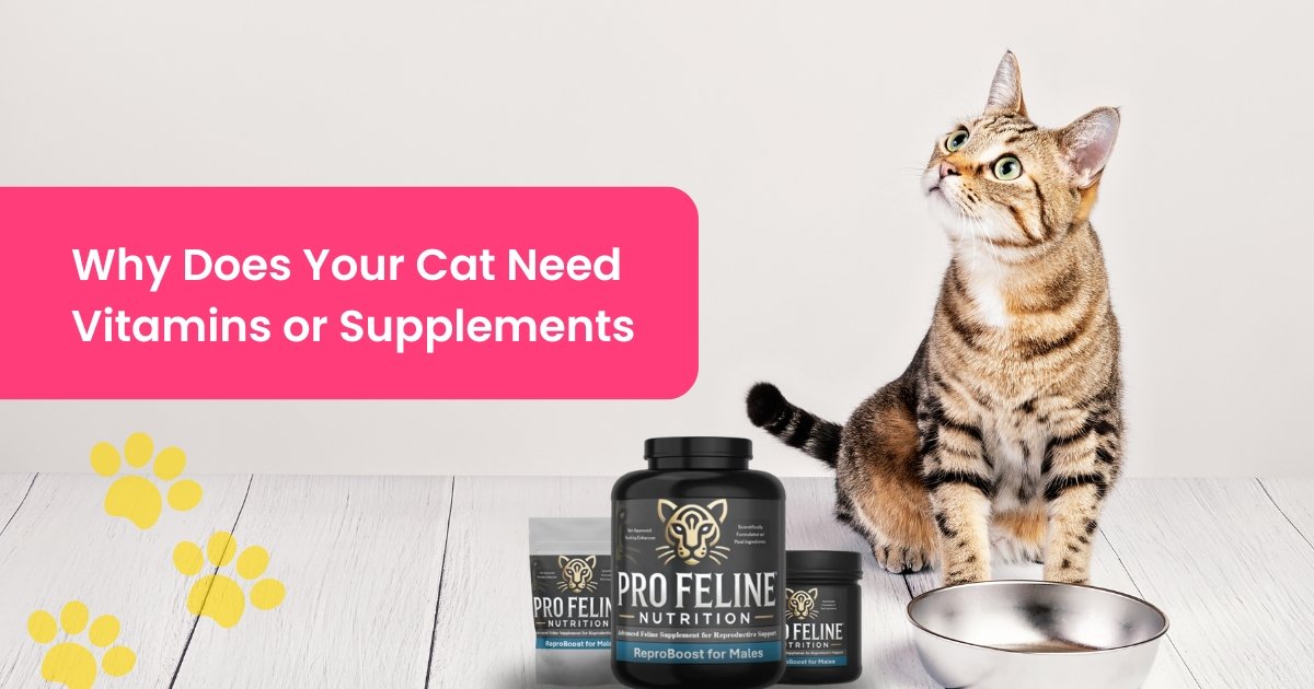 Cat Need Vitamins or Supplements